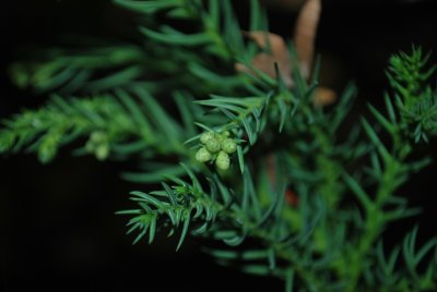 Cryptomeria japonica - kryptomerie japonská (2)